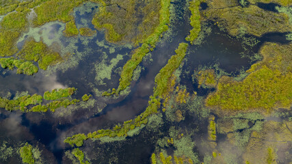 Aerial View of Serene Wetlands and Vegetation in BC, Canada
