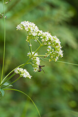 秋の森　オトコエシの白い花に虫が集う03
