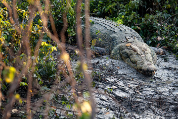 Albino saltwater crocodile in Kakadu