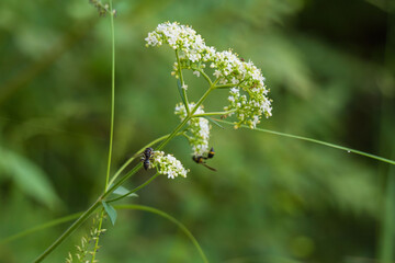 秋の森　オトコエシの白い花に虫が集う02