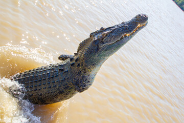 Jumping crocodile in Kakadu
