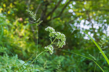 秋の森　オトコエシの白い花に虫が集う04