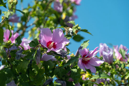 Blooming Hibiscus syriacus tree pink flowers and leaves. rose mallow. gul hatmi.