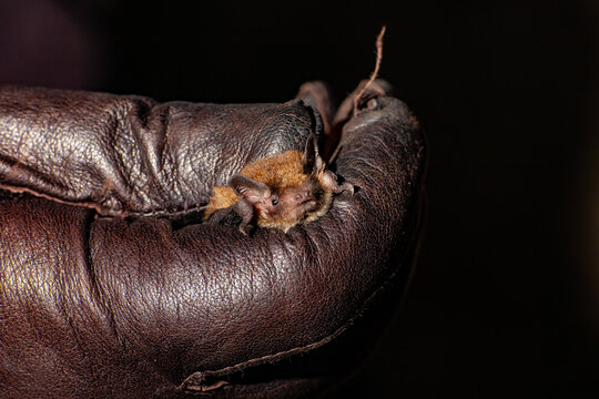 Vesper microbat being handled during trapping