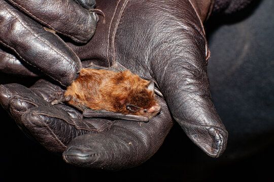 Vesper microbat being handled during trapping