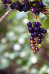 grapes