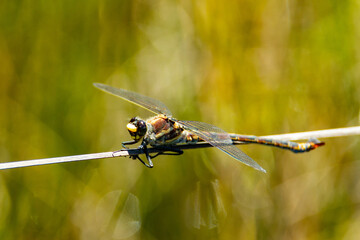 Giant Dragonfly Petalura gigantea in the Blue Mountains