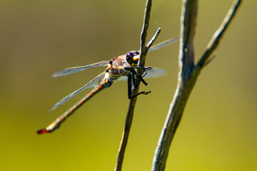 Giant Dragonfly Petalura gigantea in the Blue Mountains
