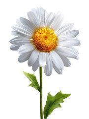 White daisy flower on transparent background