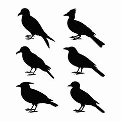 Crow Bird Silhouette Vector Icons for Logo and Design