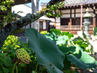 今井町の寺に咲く蓮の趣