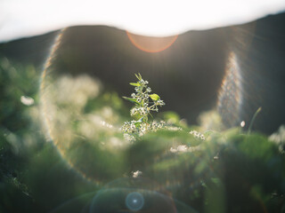 Wildflower with Sun Flare in Morning Light