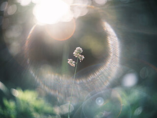 Single Wildflower Blooming in Morning Sunlight with Lens Flare
