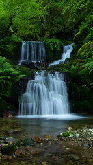 Obraz premium Lush green forest waterfall with mossy rocks and clear stream nature