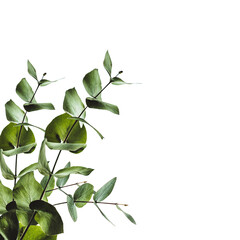 A close-up of green eucalyptus leaves against a black background.