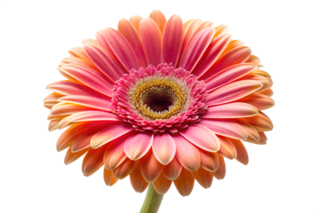 Orange gerbera flower isolated on transparent background