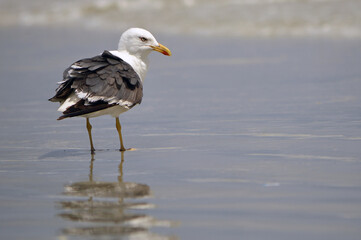 Closeup of a ring-billed gull, its body facing the ocean, its head turned to the right, and body mirrored in the wet sand. Copy space to the right 