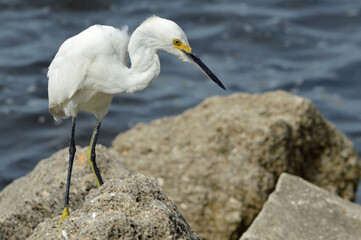 A Snowy Egret walks to the right across a rocky jetty, focused on its hunt, with a blurred water background and ample copy space below and to the right.