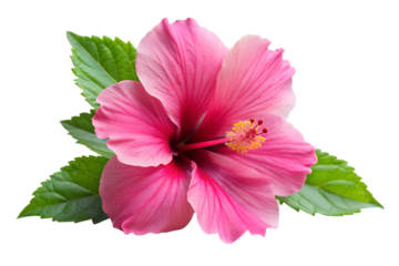 Beautiful pink hibiscus flower isolated on transparent background