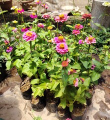 Vibrant Zinnia Flowers in a Sunny Garden