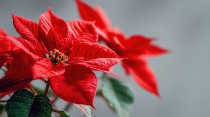Macro of fresh christmas poinsettia red flower, velvety petals and green leaves, soft diffused daylight, shallow depth, clean gradient background, generous copy space for text.