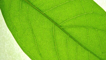 Obraz premium Bright Green Leaf Venation Macro Photography
