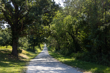 Fototapeta premium road in the woods