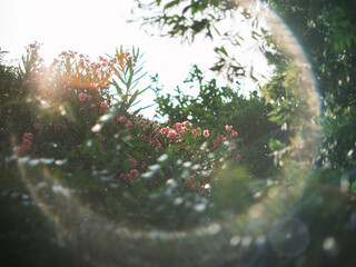 Pink Oleander Flowers with Sunlight and Lens Flare in Summer Garden