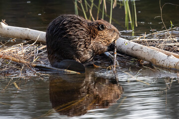 Canadian Beaver (Castor canadensis) Chewing Wood in Natural Wetland Habitat