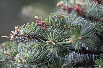 Red Pollen Cones on Evergreen Branch in Algonquin Park, Canada