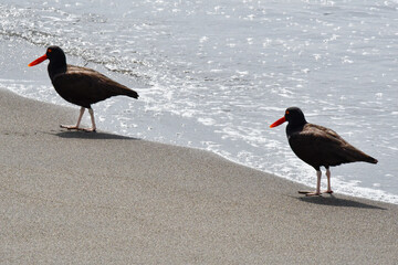 A pair of black oystercatchers (ostreros) walk together on the seashore of a sandy beach