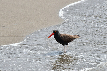 A black oystercatcher (ostrero) walks gracefully on the seashore of a sandy beach