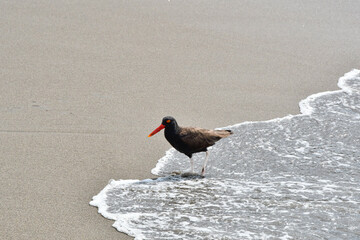 A black oystercatcher (ostrero) walks gracefully on the seashore of a sandy beach