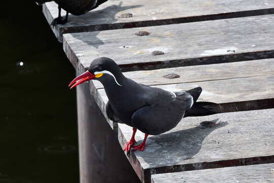 Inca tern (zarcillo) perched on a wooden dock in Peru