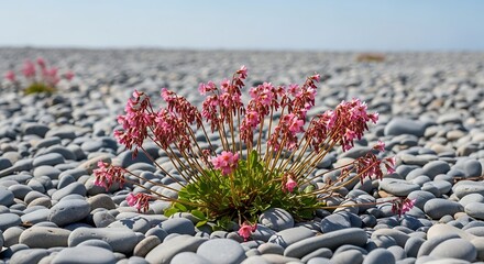 Pink Wildflowers on Rocky Beach.