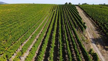 Aerial View of Vineyard Rows: Lush Green Agricultural Landscape