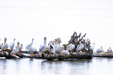 flock of pelicans