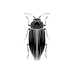 black and white beetle isolated on white background