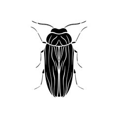 black and white beetle isolated on white background