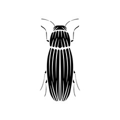 black and white beetle isolated on white background