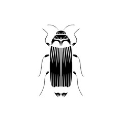 black and white beetle isolated on white background