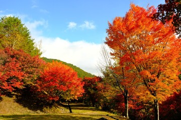 美しい紅葉の風景