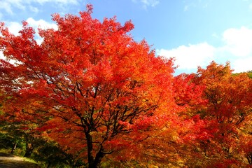 美しい紅葉の風景