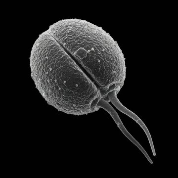 Detailed View of a Motile Protist, Chlamydomonas Captured with a Scanning Electron Microscope

