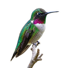 Fototapeta premium A vibrant green and purple hummingbird perched on a thin branch, isolated on a transparent background