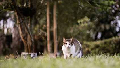 Gato doméstico atigrado sentado en el césped con mirada fija en un entorno natural