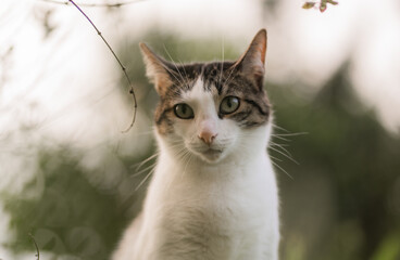 Obraz premium Retrato de un gato doméstico con mirada curiosa en un entorno natural