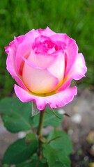 Pink Rose in Garden