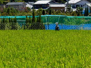 Fototapeta premium 案山子が立つ田園風景