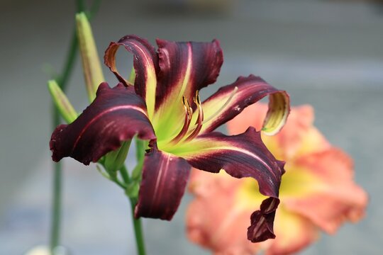 Purple daylily closeup indoors - Powered by Adobe
